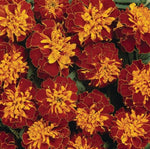 Marigold Bonanza Harmony French Imported heirloom non-gmo garden seeds