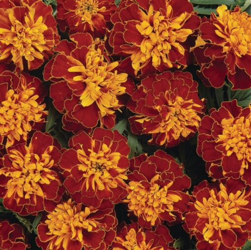 Marigold Bonanza Harmony French Imported heirloom non-gmo garden seeds