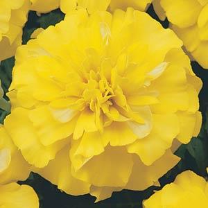French Marigold Bonanza Yellow Imported heirloom non-gmo garden seeds