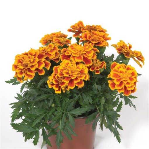 French Marigold Durango Bee Imported heirloom non-gmo garden seeds