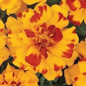 French Marigold Durango Bolero Imported heirloom non-gmo garden seeds