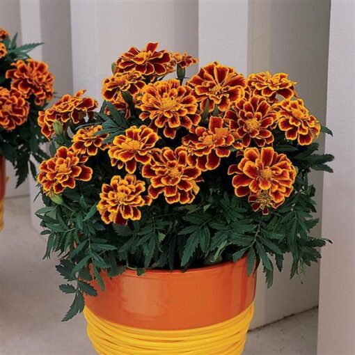 French Marigold Flame Imported heirloom non-gmo garden seeds
