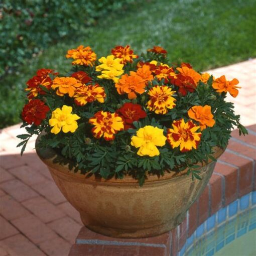 French Marigold Durango Imported heirloom non-gmo garden seeds