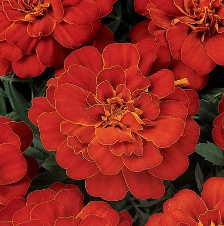 French Marigold Durango Red Imported heirloom non-gmo garden seeds