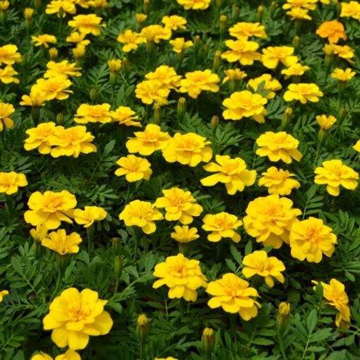 French Marigold Durango Yellow Imported heirloom non-gmo garden seeds