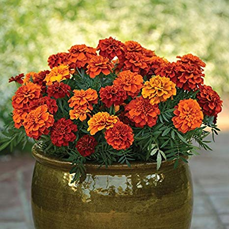 French Marigold Fireball Imported heirloom non-gmo garden seeds