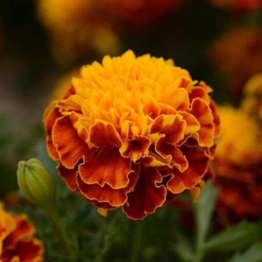 Marigold Hot Pak Spry French Imported heirloom non-gmo garden seeds