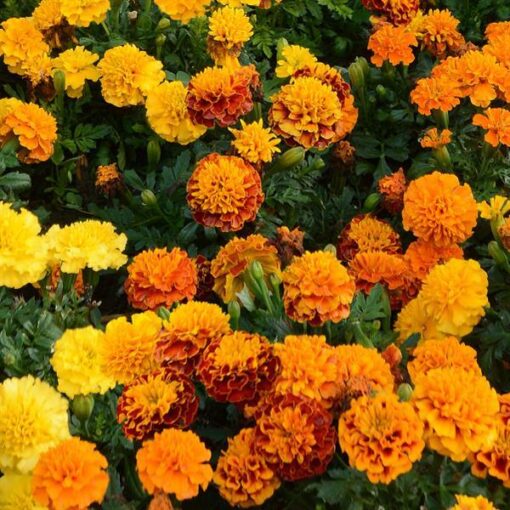 French Marigold Hot Imported heirloom non-gmo garden seeds