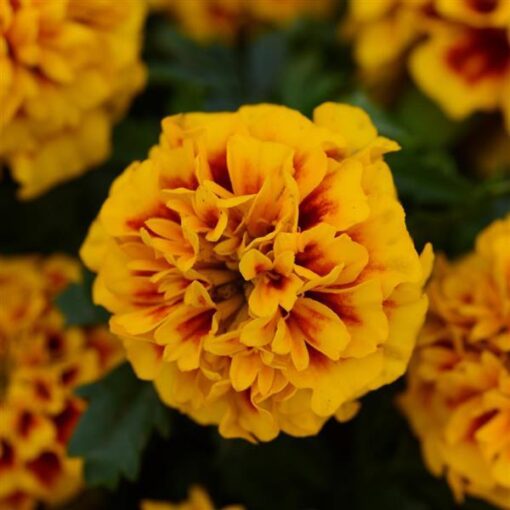 French Marigold Hot Pak Fire Imported heirloom non-gmo garden seeds