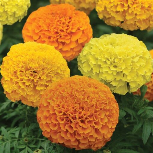 Marigold Inca Double Imported heirloom non-gmo organic garden seeds