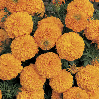 Marigold Inca Orange Double Imported heirloom non-gmo organic garden seeds