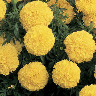 Marigold Inca Yellow Double Imported heirloom non-gmo organic garden seeds