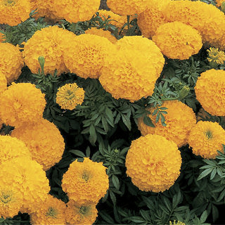 Marigold Inca Gold Double Imported heirloom non-gmo organic garden seeds
