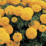 Marigold Inca Gold Double Imported heirloom non-gmo organic garden seeds