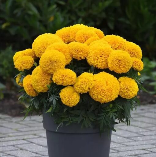 Marigold Marvel Gold Imported heirloom non-gmo organic garden seeds