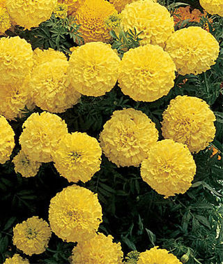 Marigold Inca Primrose Double Imported heirloom non-gmo organic garden seeds