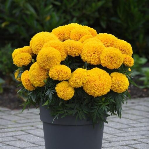 Marigold Radha Yellow F1 Imported heirloom non-gmo organic garden seeds