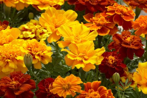 French Marigold Safari Imported heirloom non-gmo garden seeds