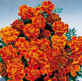 Marigold Safari Scarlet heirloom non-gmo garden seeds