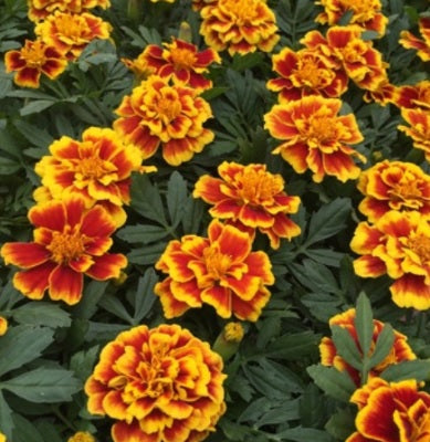 French Marigold Safari Yellow Fire Imported heirloom non-gmo garden seeds