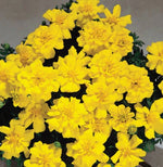 French Marigold Safari Yellow Imported heirloom non-gmo garden seeds
