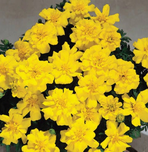 French Marigold Safari Yellow Imported heirloom non-gmo garden seeds