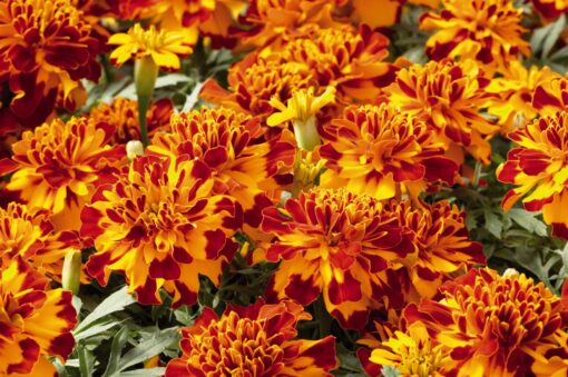 Marigold Safari Bolero French Imported heirloom non-gmo garden seeds