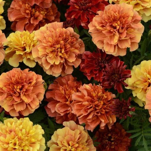 Marigold Strawberry Blonde French Imported heirloom non-gmo garden seeds