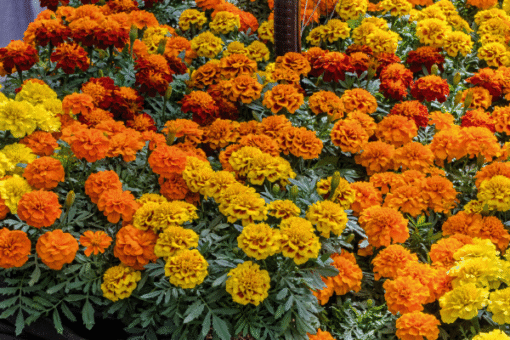 French Marigold Super Hero Maxi Of Imported heirloom non-gmo garden seeds
