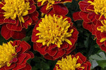 French Marigold Super Spry Imported heirloom non-gmo garden seeds