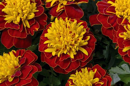 French Marigold Super Spry Imported heirloom non-gmo garden seeds