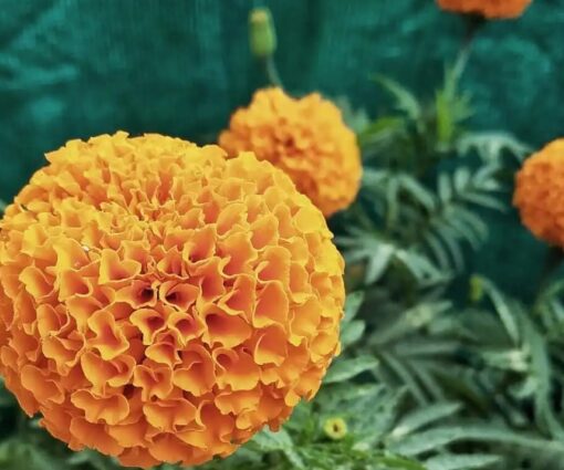 Marigold Taishan Gold Double Imported heirloom non-gmo organic garden seeds