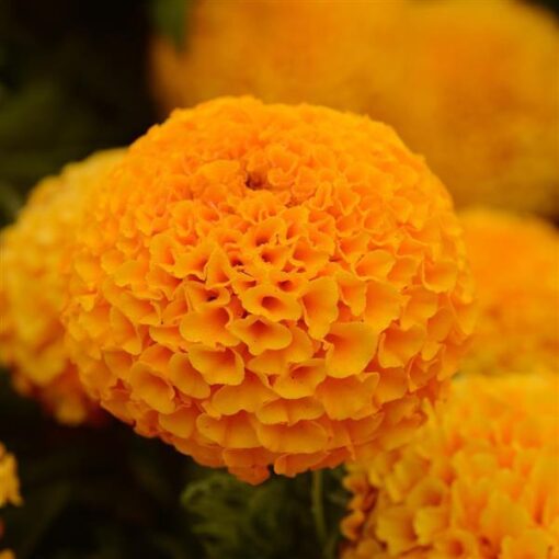 Marigold Taishan Orange Double Imported heirloom non-gmo organic garden seeds