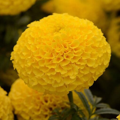 Marigold Taishan Yellow Double Imported heirloom non-gmo organic garden seeds