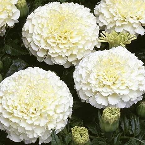 Marigold White Vanilla F2 Flower Open Pollinated heirloom non-gmo organic garden seeds