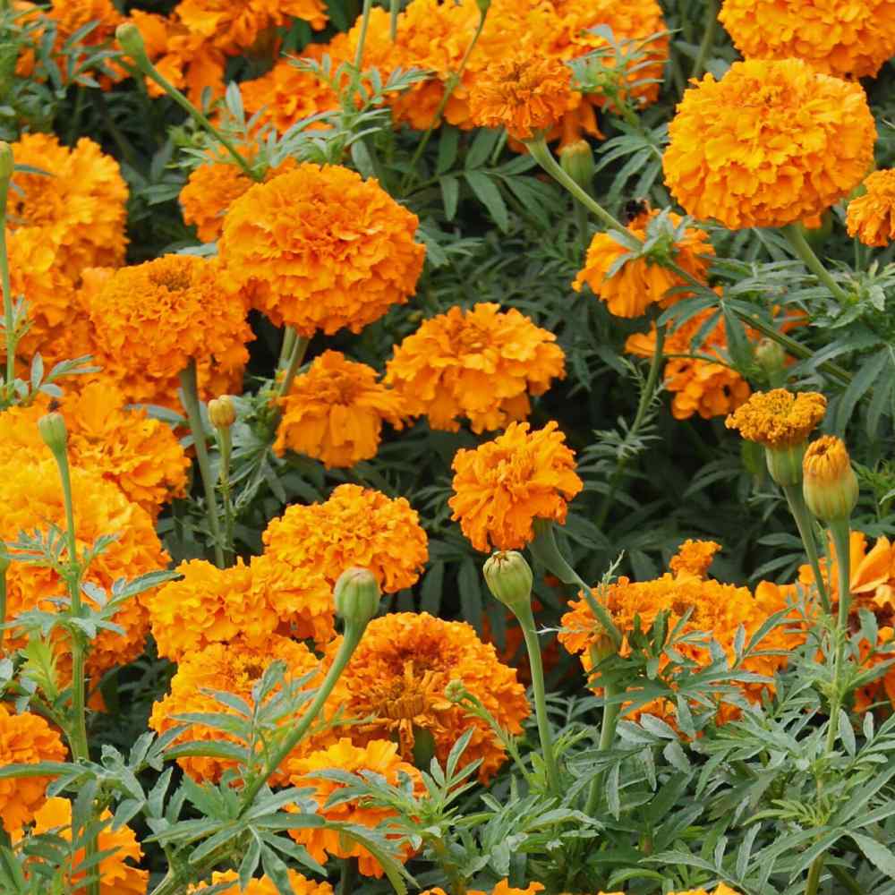 African Marigold Deep Orange Bloom Seeds