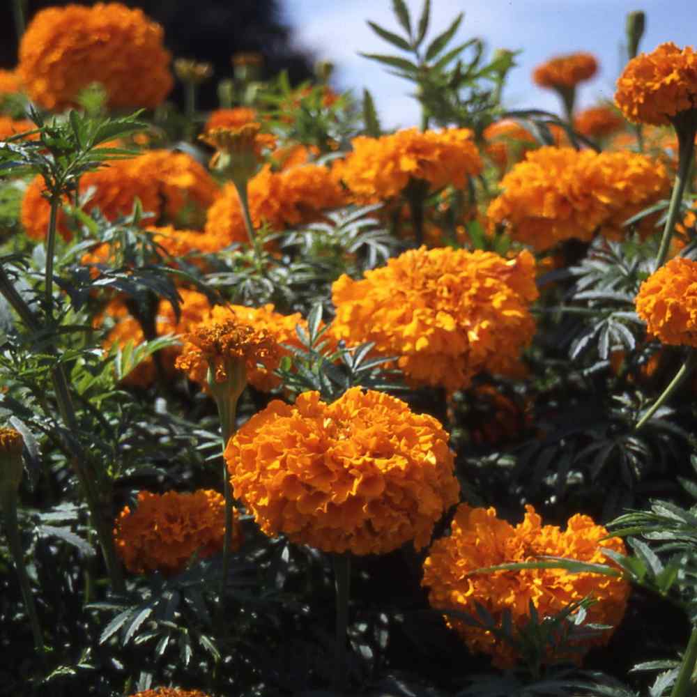 African Marigold Deep Orange Bloom Seeds