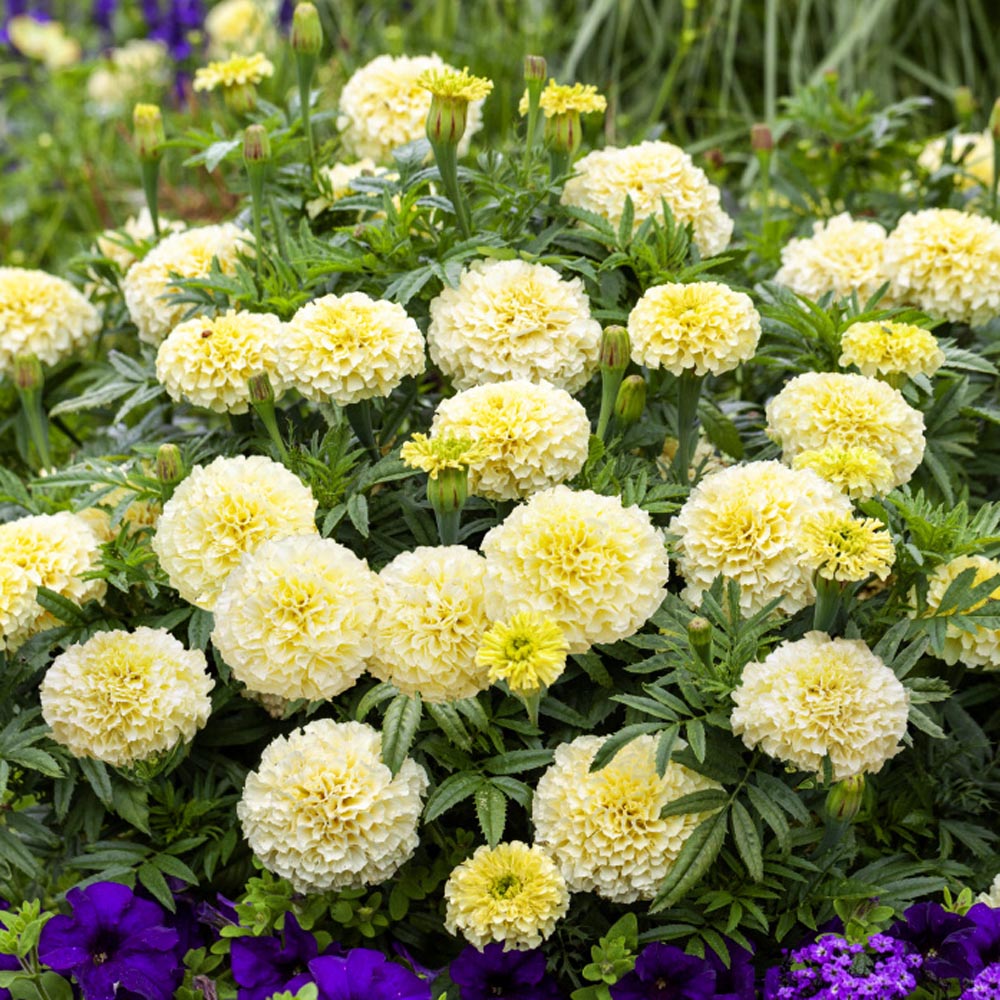 African Marigold Snow White Flower Seeds