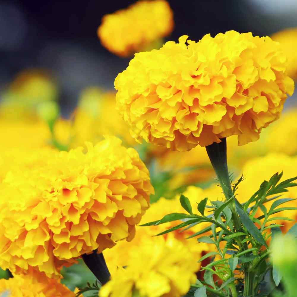 African Marigold Vibrant Yellow Petal Seeds