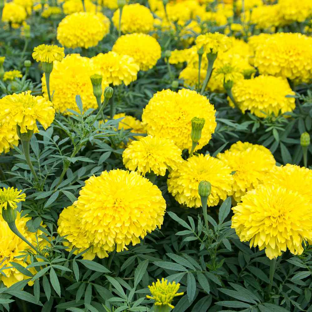 African Marigold Vibrant Yellow Petal Seeds