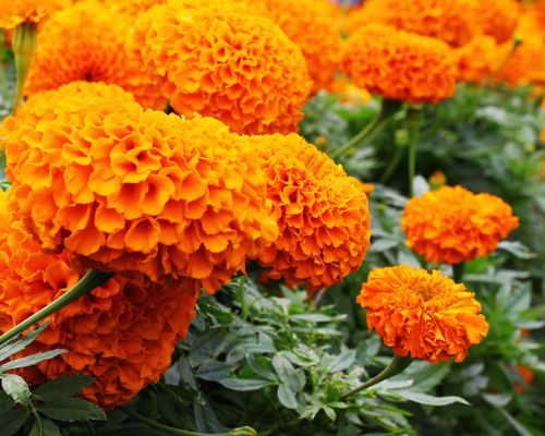 Marigold Orange F2 Open Pollinated heirloom non-gmo garden seeds