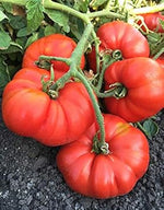 Marizol Bratka Seeds for Planting, 100 Pcs pcs - Dharaseeds