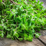 Marjoram seeds ideal for planting in home herb gardens