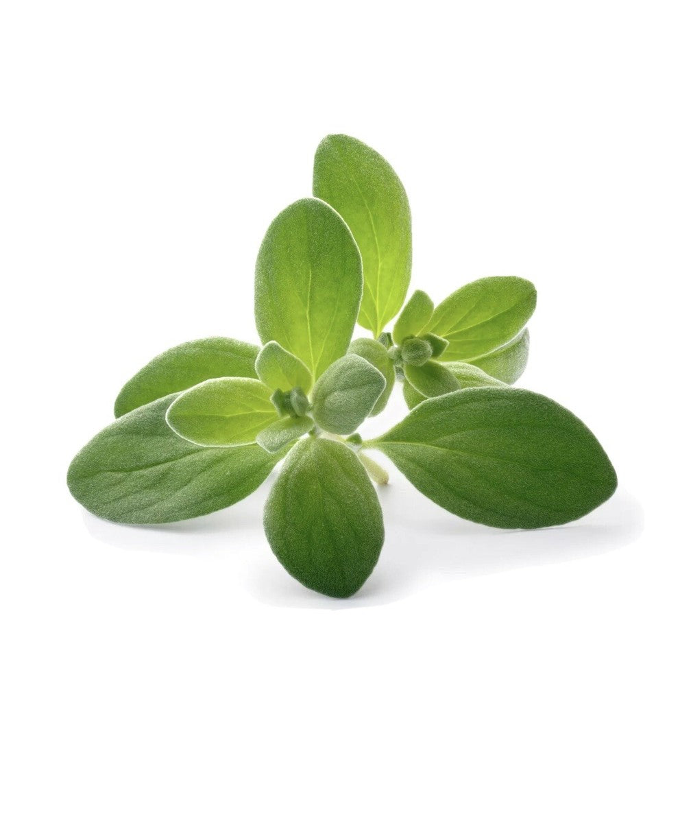 Marjoram plant grown from seeds in container garden