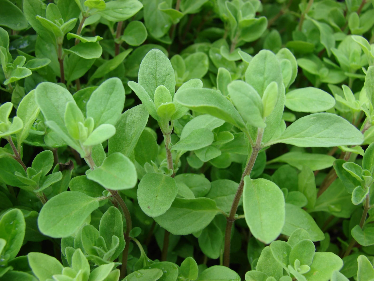 Heirloom Non-GMO marjoram seeds for aromatic herb gardens