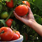 Tomato seeds for market growers producing uniform red slicing tomatoes