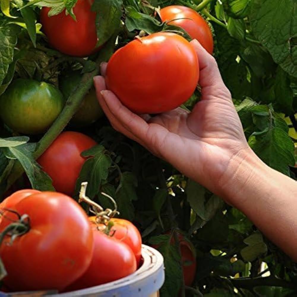 Tomato seeds for market growers producing uniform red slicing tomatoes