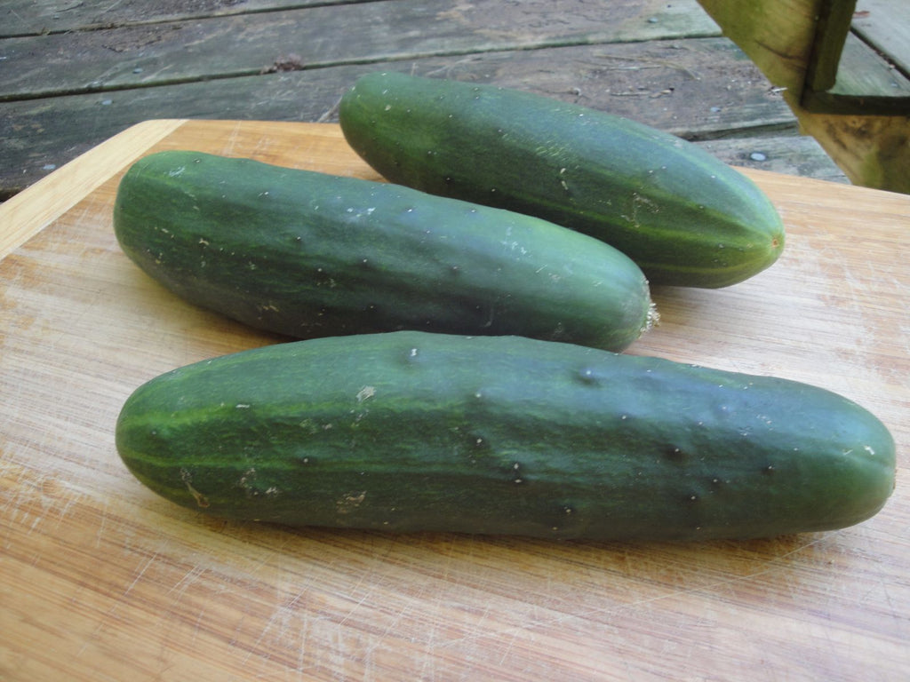 Ancash Cucumber – Cucumis sativus seeds for planting
