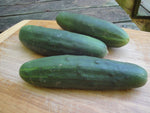 Ancash Cucumber – Cucumis sativus seeds for planting