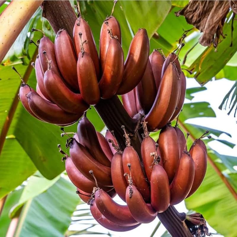 Maroon banana foliage plant seeds for ornamental landscaping